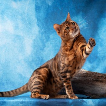 chat Bengal brown tabby spotted / rosettes DCH . RUBEN DE LAF 187406 ELEVAGE BENGAL CHATTERIE SUA SIAM