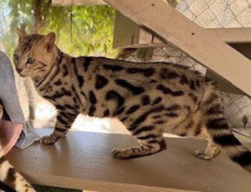 SAKIMA Mâle Bengal