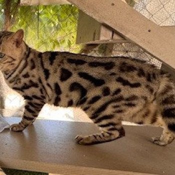 SAKIMA Mâle Bengal