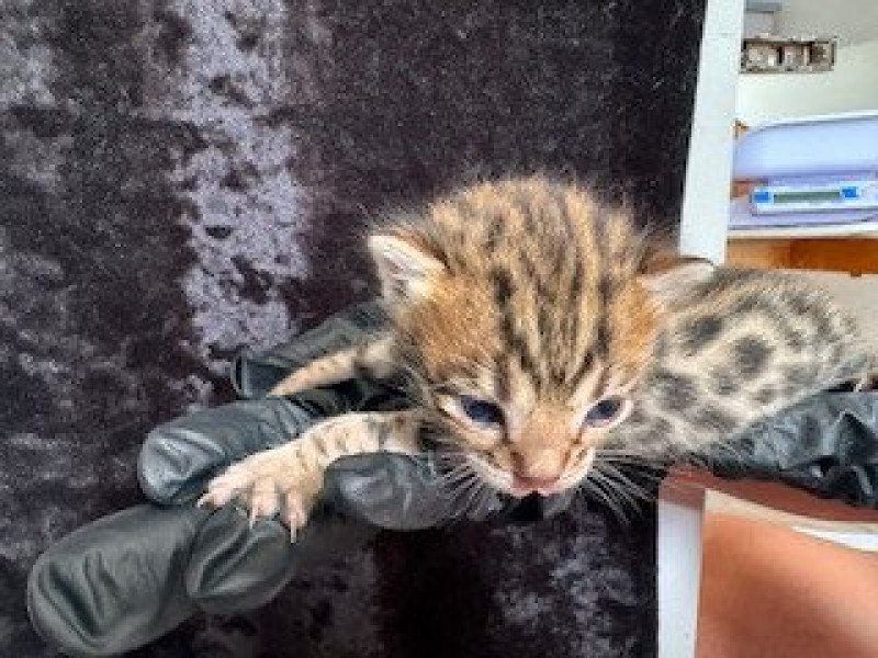 SUA SIAM ZANTANA KING WILD Mâle Bengal