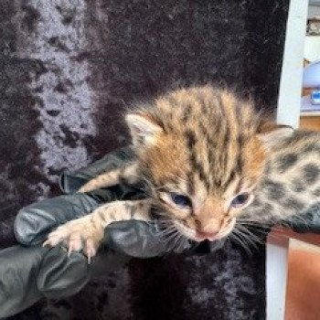 chaton Bengal brown spotted / rosettes VIOLET ZANTANA ELEVAGE BENGAL CHATTERIE SUA SIAM chaton Bengal brown spotted / rosettes VIOLET ZANTANA ELEVAGE BENGAL CHATTERIE SUA SIAM