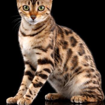 chat Bengal seal sépia tabby rosettestabby spotted / rosettes SERIAL BENGAL SARA LANCE ELEVAGE BENGAL CHATTERIE SUA SIAM