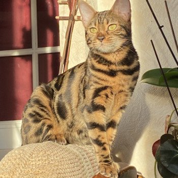 chat Bengal brown spotted tabby SARA LANCE ELEVAGE BENGAL CHATTERIE SUA SIAM