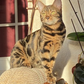 chat Bengal brown spotted tabby SARA LANCE ELEVAGE BENGAL CHATTERIE SUA SIAM chat Bengal brown spotted tabby SARA LANCE ELEVAGE BENGAL CHATTERIE SUA SIAM