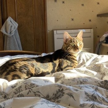 chat Bengal brown spotted tabby SARA LANCE ELEVAGE BENGAL CHATTERIE SUA SIAM chat Bengal brown spotted tabby SARA LANCE ELEVAGE BENGAL CHATTERIE SUA SIAM