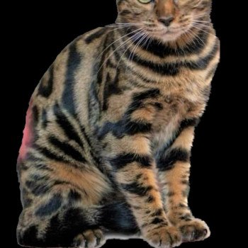 chat Bengal brown spotted / rosettes SARA LANCE ELEVAGE BENGAL CHATTERIE SUA SIAM