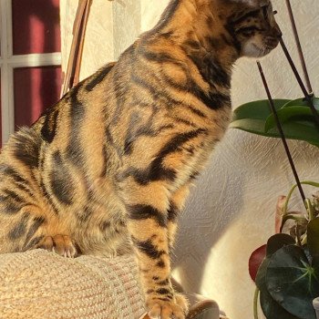 chat Bengal brown spotted / rosettes SARA LANCE ELEVAGE BENGAL CHATTERIE SUA SIAM