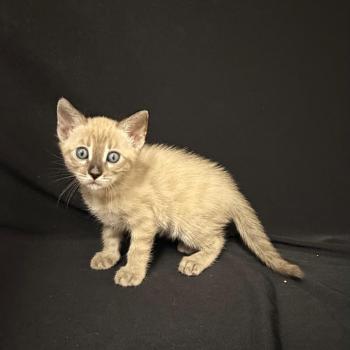 chaton Bengal charcoal spotted / rosettes mink 5 SEAL TABBY MINK CHARCOAL ROSETTES ELEVAGE BENGAL CHATTERIE SUA SIAM