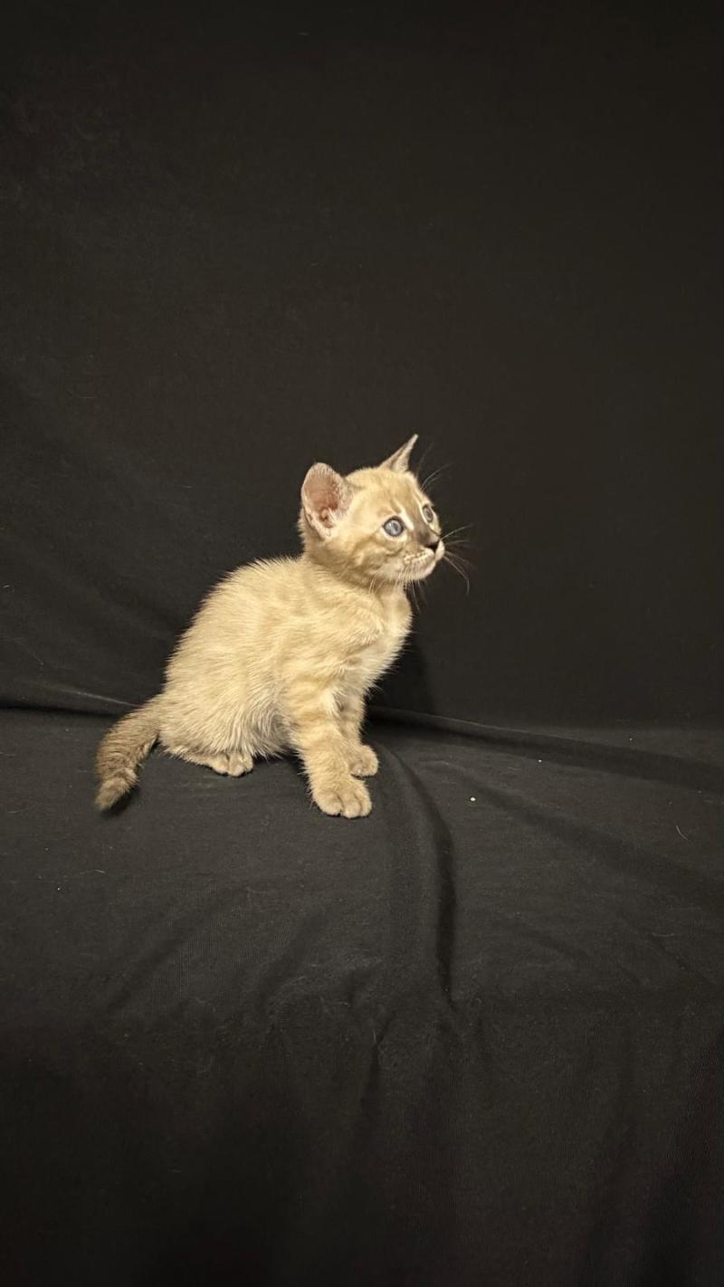SUA SIAM BAITAN Femelle Bengal