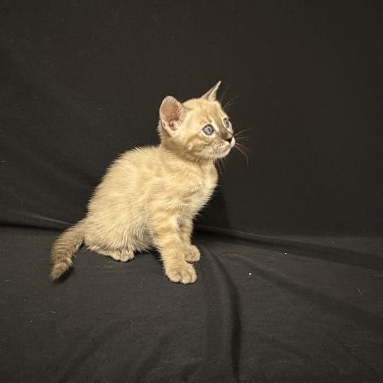 SUA SIAM 5 SEAL TABBY MINK CHARCOAL ROSETTES Femelle Bengal