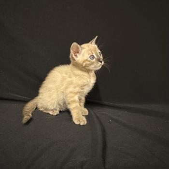chaton Bengal charcoal spotted / rosettes mink 5 SEAL TABBY MINK CHARCOAL ROSETTES ELEVAGE BENGAL CHATTERIE SUA SIAM