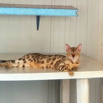 chat Bengal seal spotted / rosettes sepia SNOW QUEEN ELEVAGE BENGAL CHATTERIE SUA SIAM chat Bengal seal spotted / rosettes sepia SNOW QUEEN ELEVAGE BENGAL CHATTERIE SUA SIAM