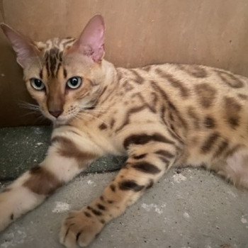 chat Bengal seal spotted / rosettes sepia SNOW QUEEN ELEVAGE BENGAL CHATTERIE SUA SIAM chat Bengal seal spotted / rosettes sepia SNOW QUEEN ELEVAGE BENGAL CHATTERIE SUA SIAM