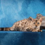bengal snow queen bengal snow queen