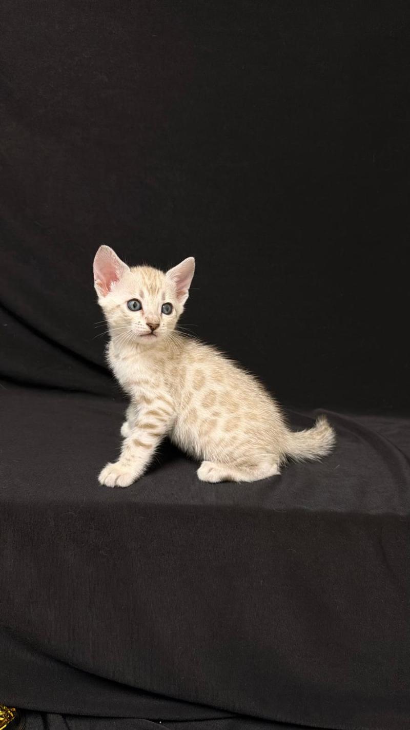 SUA SIAM BIGAEL Femelle Bengal