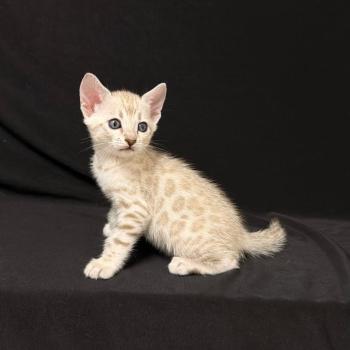 chaton Bengal seal mink 7 BIGAEL ELEVAGE BENGAL CHATTERIE SUA SIAM