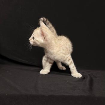 chaton Bengal seal mink 7 BIGAEL ELEVAGE BENGAL CHATTERIE SUA SIAM