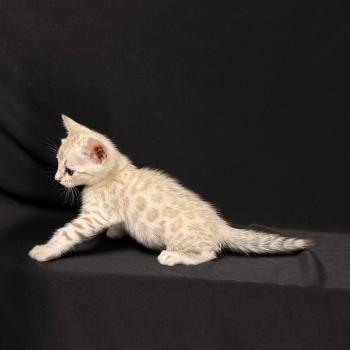 chaton Bengal seal mink 7 BIGAEL ELEVAGE BENGAL CHATTERIE SUA SIAM