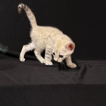 chaton Bengal seal mink 7 BIGAEL ELEVAGE BENGAL CHATTERIE SUA SIAM