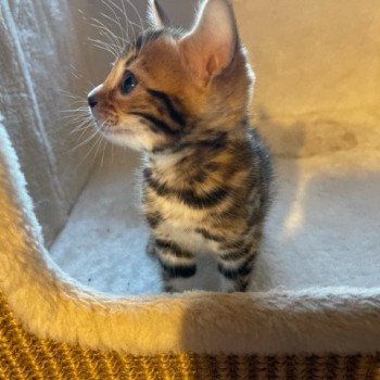 chaton Bengal brown spotted tabby SUA SIAM TAO ELEVAGE BENGAL CHATTERIE SUA SIAM