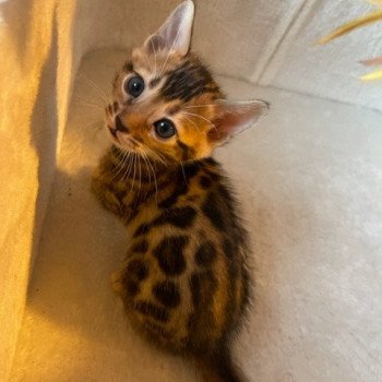 chaton Bengal brown spotted tabby SUA SIAM TAO ELEVAGE BENGAL CHATTERIE SUA SIAM