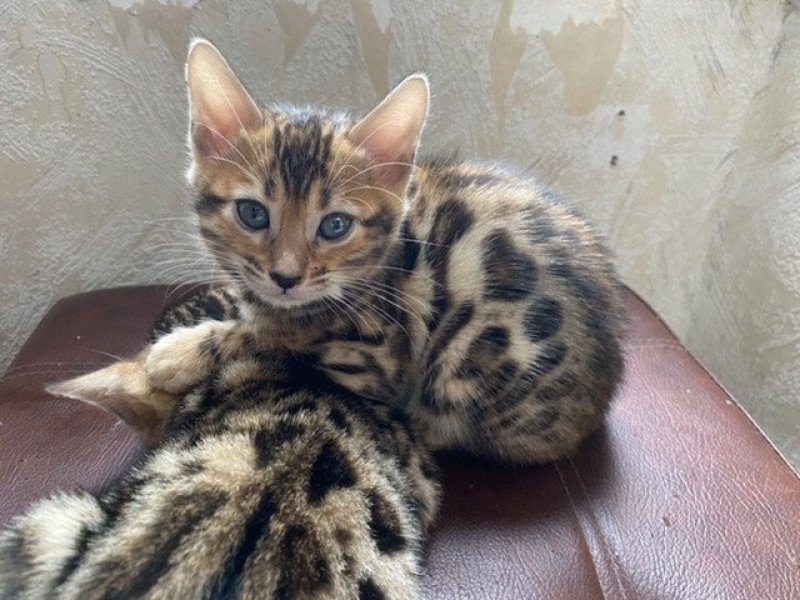 SUA SIAM TAO Femelle Bengal