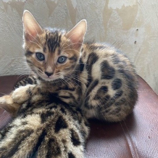 SUA SIAM TAO Femelle Bengal