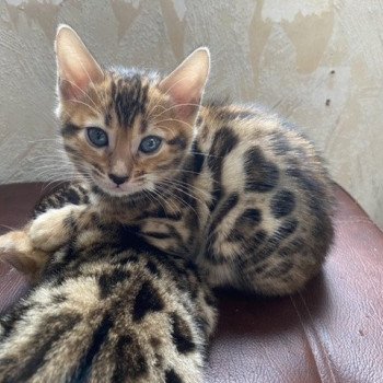 chaton Bengal brown spotted tabby TAO ELEVAGE BENGAL CHATTERIE SUA SIAM
