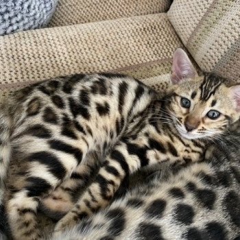 chaton Bengal brown spotted tabby TAO ELEVAGE BENGAL CHATTERIE SUA SIAM