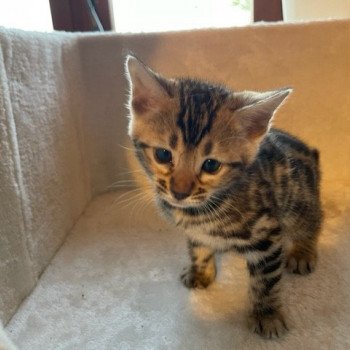 chaton Bengal brown spotted tabby SUA SIAM TAWAN ELEVAGE BENGAL CHATTERIE SUA SIAM