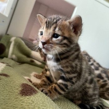 chaton Bengal brown spotted tabby SUA SIAM THONG ELEVAGE BENGAL CHATTERIE SUA SIAM