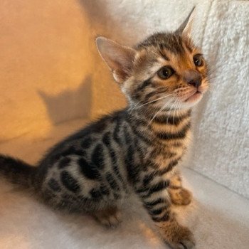 chaton Bengal brown spotted tabby SUA SIAM THONG ELEVAGE BENGAL CHATTERIE SUA SIAM