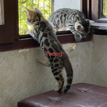 chaton Bengal brown spotted tabby THONG ELEVAGE BENGAL CHATTERIE SUA SIAM
