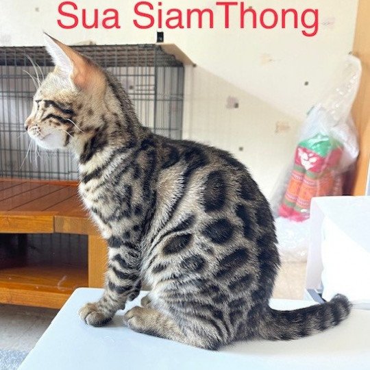SUA SIAM THONG Femelle Bengal