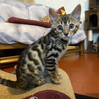 chaton Bengal brown spotted tabby THOR ELEVAGE BENGAL CHATTERIE SUA SIAM