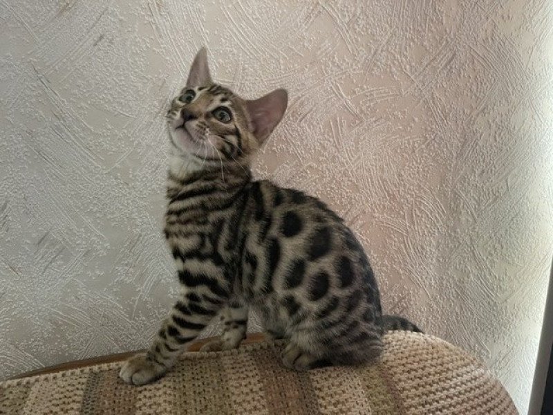 SUA SIAM THOR Mâle Bengal SUA SIAM THOR Mâle Bengal