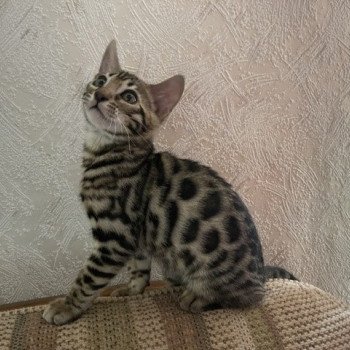 chaton Bengal brown spotted tabby THOR ELEVAGE BENGAL CHATTERIE SUA SIAM