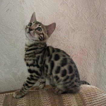 chaton Bengal brown spotted tabby THOR ELEVAGE BENGAL CHATTERIE SUA SIAM chaton Bengal brown spotted tabby THOR ELEVAGE BENGAL CHATTERIE SUA SIAM