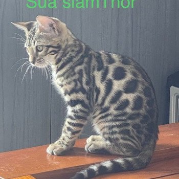 THOR ELEVAGE BENGAL CHATTERIE SUA SIAM