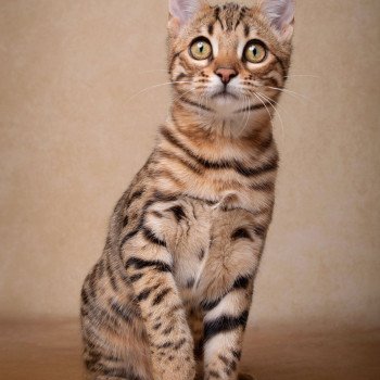 chat Bengal brown spotted / rosettes WASSANA BALAMI ELEVAGE BENGAL CHATTERIE SUA SIAM chat Bengal brown spotted / rosettes WASSANA BALAMI ELEVAGE BENGAL CHATTERIE SUA SIAM
