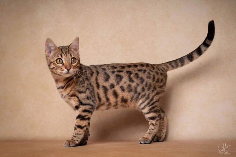 SUA SIAM WASSANA BALAMI Femelle Bengal