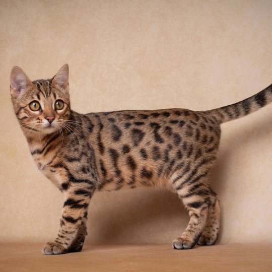 SUA SIAM WASSANA BALAMI Femelle Bengal