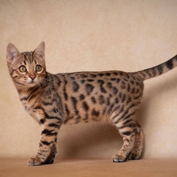chat Bengal brown spotted / rosettes WASSANA BALAMI ELEVAGE BENGAL CHATTERIE SUA SIAM chat Bengal brown spotted / rosettes WASSANA BALAMI ELEVAGE BENGAL CHATTERIE SUA SIAM