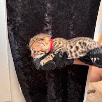 chaton Bengal brown spotted / rosettes ROUGE WASSANA ELEVAGE BENGAL CHATTERIE SUA SIAM chaton Bengal brown spotted / rosettes ROUGE WASSANA ELEVAGE BENGAL CHATTERIE SUA SIAM