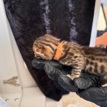 chaton Bengal brown spotted / rosettes MARRON WHY NOT ELEVAGE BENGAL CHATTERIE SUA SIAM chaton Bengal brown spotted / rosettes MARRON WHY NOT ELEVAGE BENGAL CHATTERIE SUA SIAM