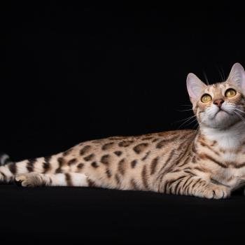 chat Bengal brown tortie spotted / rosettes SUNDARA ELEVAGE BENGAL CHATTERIE SUA SIAM