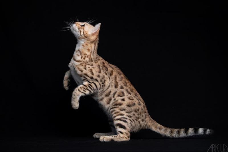 SUNDARA DE SWEETLAND BENGAL Femelle Bengal