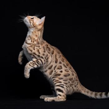 chat Bengal brown tortie spotted / rosettes SUNDARA ELEVAGE BENGAL CHATTERIE SUA SIAM