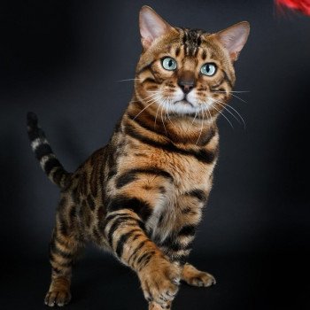 CH-INT.SUNSHINE PANTHERA DU MAQUIS Mâle Bengal