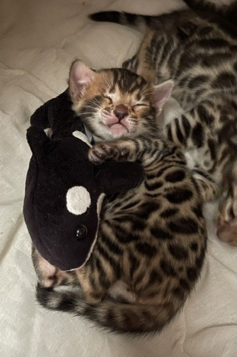 SUA SIAM TINA Femelle Bengal